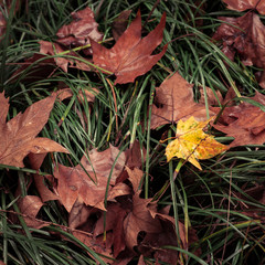 Autumn Colors