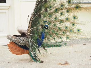 A male peacock having opened its feathers