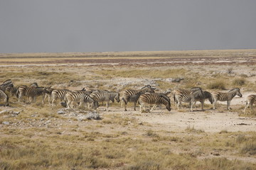 zebras walking in line in Ethosha National Park in Namibia, Africa