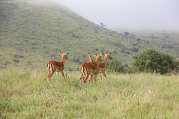 Photo of group of African impala antelope standing in field in Maasai Mara, Kenya, Africa