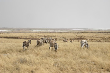 Fototapeta na wymiar Flock of zebras and springbok slowly moving away in Ethosha National Park in Namibia, Africa