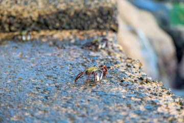 crab on the beach