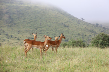 Photo of group of African impala antelope standing in field in Maasai Mara, Kenya, Africa
