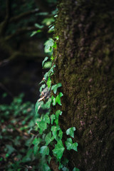 Hojas verdes en ruta verde bosque