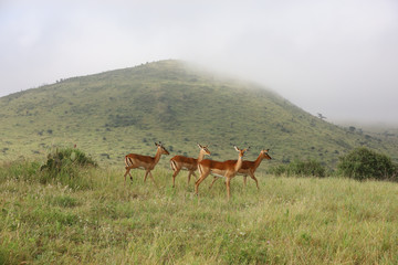Naklejka na ściany i meble Photo of group of African impala antelope standing in field in Maasai Mara, Kenya, Africa