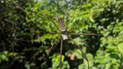 spider on the grass