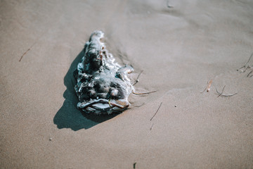 Playa del puerto de santa maria en cadiz