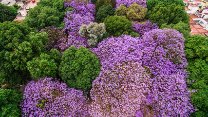 Vista aérea cenital de unas jacarandas floreadas