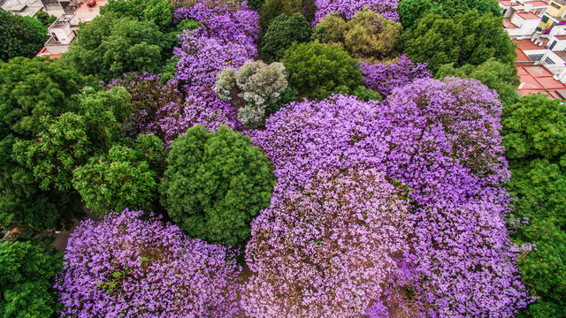 Vista a&eacute;rea cenital de unas jacarandas floreadas