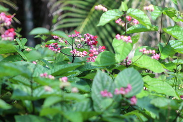Bleeding Heart Vine