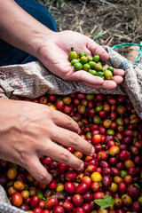 Campo Caldense, paisaje cultural cafetero, cultivo, granos y semillas de café del eje cafetero en Chinchiná Caldas Colombia, paisajes cafeteros y fincas productoras