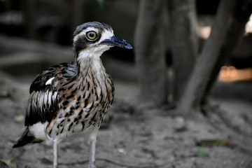 オーストラリアイシチドリ