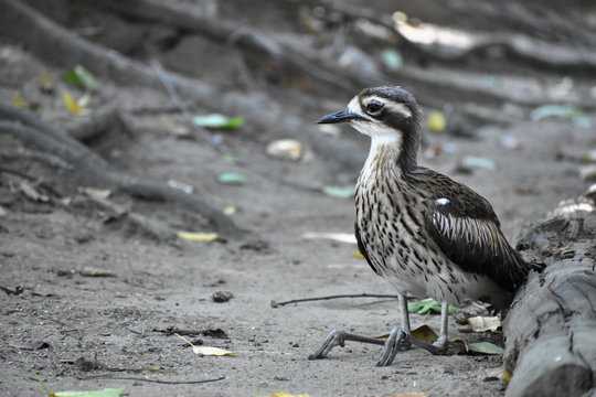 「オーストラリアイシチドリ」の画像 67 件の Stock 写真、ベクターおよびビデオ Adobe Stock