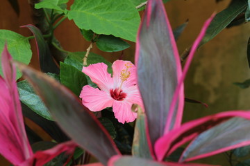 Hibiscus and topical foliage