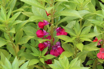 Detail of Balsam Bloom