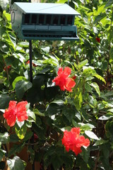 Hibiscus and Bird Feeder
