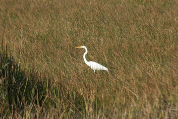 great white heron