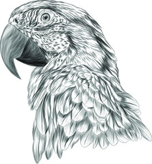 sketch black and white bird parrot macaw stroke black and white © Снежана Дашкевич