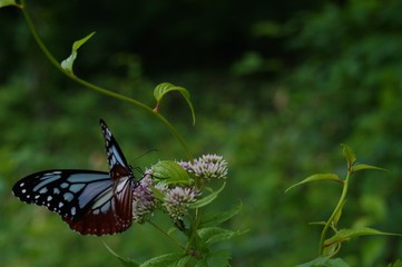 Obraz premium デコ対のアサギマダラ