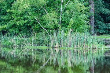Green Pond Reflections