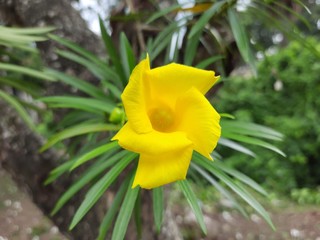 yellow oleander flower.  yellow color cascabela thevetia flower. beautiful yellow color flower....