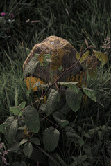 turtle in the forest