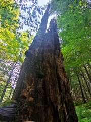 tree in the woods