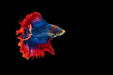 Fototapeta premium Betta splendens fighting fish in Thailand on isolated black background. The moving moment beautiful of blue&red Siamese betta fancy fish with copy space.