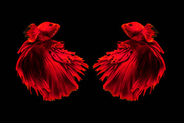 Two halfmoon Betta splendens fighting fish in Thailand on isolated black background. The moving moment beautiful of red Siamese betta fish with copy space.