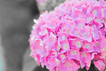 Fototapeta premium macro de una hermosa hortensia roja con fondo desenfocado, bokeh, jardín, belleza