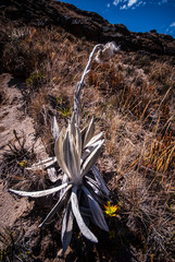 Paisajes del parque Nacional los Nevados PNN, nevado del Ruiz, el Cisne, montalas de Colombia, Antioquia, Quindio, Caldas y Risaralda