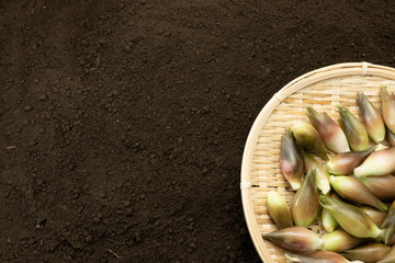 畑の土の上に置いたミョウガ