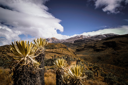 Paisajes del parque Nacional los Nevados PNN, nevado del Ruiz, el Cisne, montalas de Colombia, Antioquia, Quindio, Caldas y Risaralda