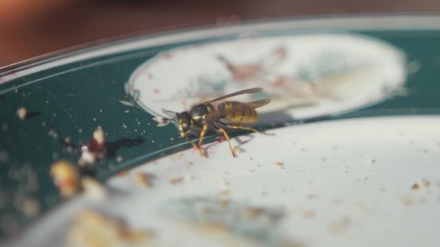Wasp feeding on sweet blackcurrant jam on plate