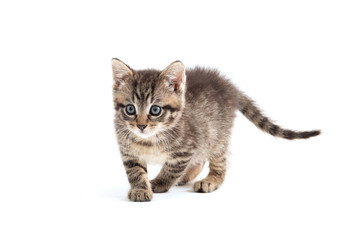Cute tabby kitten isolated on white