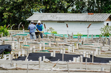 Café, semillas y granos de café en producción, cultivos de café de Chinchiná Caldas COlombia, eje Cafetero