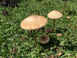 mushroom in the grass