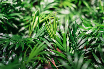 Plantas verdes de interior