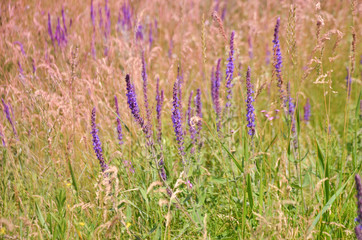 field purple sage grass sunset selective background