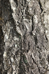 古い梅の木の樹皮