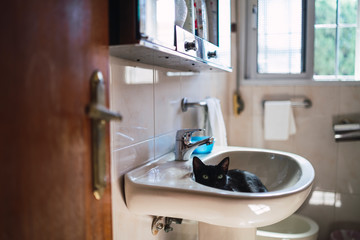 Gata negra descansando en lavabo