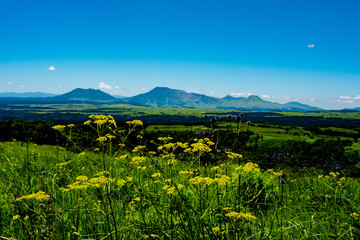 瀬の本高原のヒゴタイ