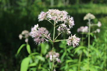Joe Pye weed at Miami Woods on a sunny day in Morton Grove, Illinois