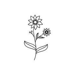 Wild Flowers Illustrations.