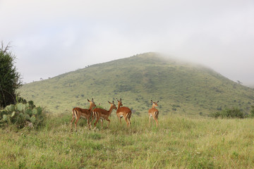Photo of group of African impala antelope standing in field in Maasai Mara, Kenya, Africa