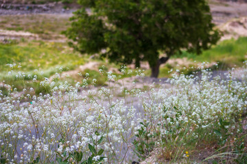 Fototapeta premium White flowers next to a rural road in near Ardabil, Iran