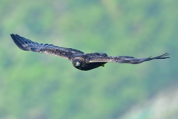 グリーンバックに飛ぶイヌワシの鋭い眼光