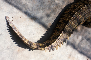 The tail of a crocodile - obrazy, fototapety, plakaty