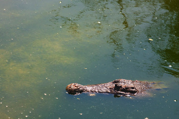 Crocodile resting under sunlight in water