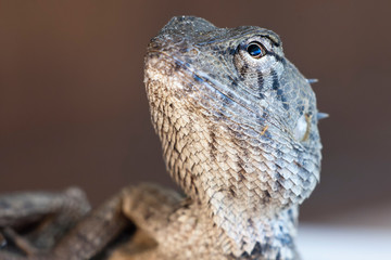 Macro close-up of Calotes, Oriental garden lizard